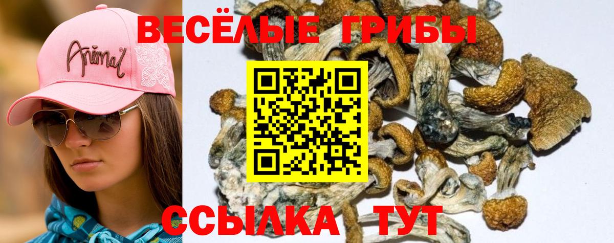 Псилоцибиновые грибы Cubensis Урус-Мартан